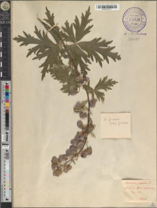 Aconitum firmum Rchb. subsp. firmum