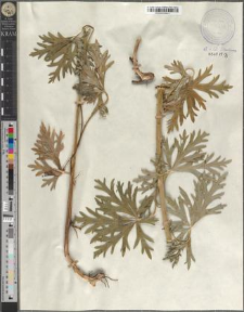 Aconitum variegatum L. subsp. variegatum