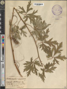 Aconitum variegatum L. subsp. gracile Gáyer