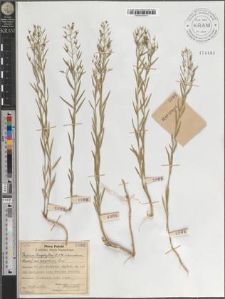 Thesium linophyllon L. var. latifolium Wim.