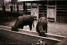 [Żubry i krowy w rezerwacie doświadczalnym ZBS]