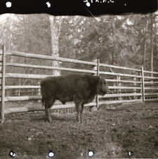 [Portrety mieszańc&oacute;w]