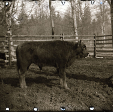 [Portrety mieszańc&oacute;w(4)]