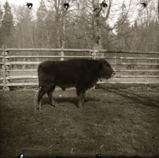 [Portrety mieszańc&oacute;w(10)]