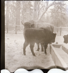 [Fotografie grupowe bydła i żubr&oacute;w z cielętami]