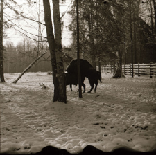 [Asystowanie i krycie krowy przez Pokornego]
