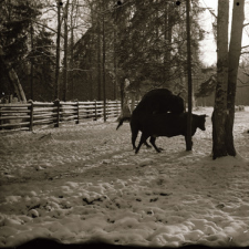 [Asystowanie i krycie krowy przez Pokornego(2)]