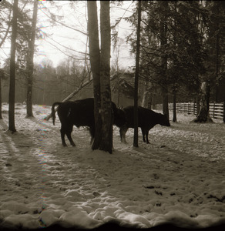 [Asystowanie i krycie krowy przez Pokornego(3)]