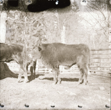 [Zdjęcia dokumentacyjne mieszańc&oacute;w]