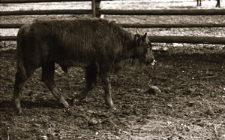 [Małoobrazkowe zdjęcia dokumentacyjne mieszańc&oacute;w(13)]