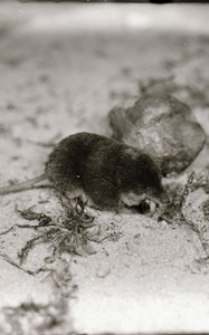 [Ryj&oacute;wki w hodowli ZBS]