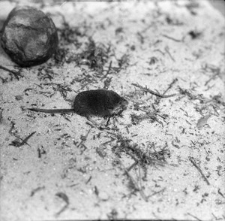 [Ryj&oacute;wki w hodowli ZBS(2)]