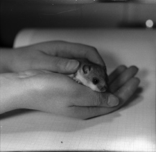 [Młode popielice w hodowli ZBS(3)]