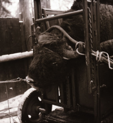 [Żubr Pokorny w klatce, pobieranie krwi przez M. Krasińską]