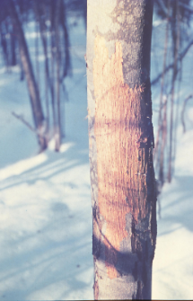 Fragment lasu BPN