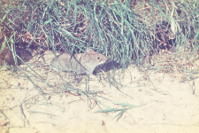 Clethrionomys glareolus
