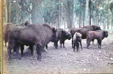 Kaukazko-białowieskie żubry w pitomniku