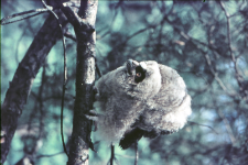 Sowa uszata (Asio odus)