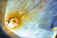 Microtus oeconomus w stożku. Fotografowany na powierzchni nr 10