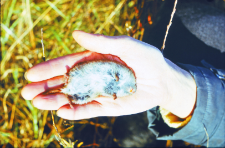 Złowiony Microtus oeconomus