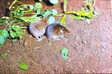 Darni&oacute;wka (Pitymys subterraneus) ciemny i jasny