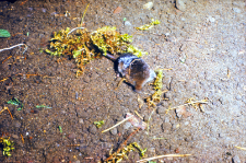 Ryj&oacute;wka aksamitna (Sorex araneus)