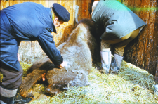 Żubr w narkozie - przygotowanie do wymrażania numeru na zadzie i zakładanie kolczyka