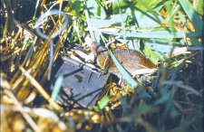 Microtus Oeconomus w zatrzasku na powierzchni nr 3