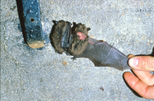 Wyleczone w warunkach naturalnych złamanie przedramienia u MYOTIS brandtii
