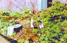 Wypuszczone łasice do gryzoni w Wiwarium ZBS