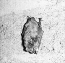 [Śpiące nietoperze w Nietoperku pow. Międzyrzecz(3)]