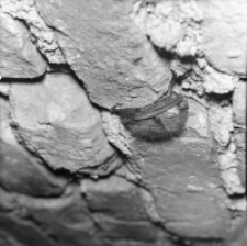 [Gacek wielkouchy w piwnicy na plebanii w Białowieży]