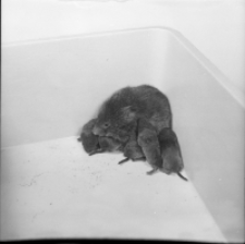 [Microtus arvalis z młodymi(4)]