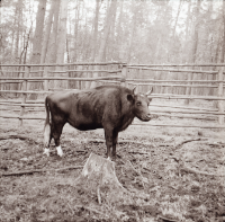 [Fotografie żubroni w Jeziorach Wielkich PGR Łęczno]