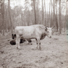 [Fotografie żubroni w Jeziorach Wielkich PGR Łęczno]