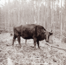 [Fotografie żubroni w Jeziorach Wielkich PGR Łęczno]
