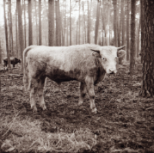 [Fotografie żubroni w Jeziorach Wielkich PGR Łęczno]