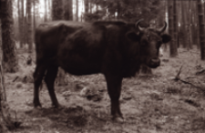 [Łamigł&oacute;wka F1]