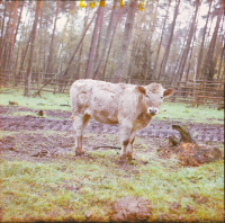 [Fotografie żubroni w Jeziorach Wielkich PGR Łęczno]