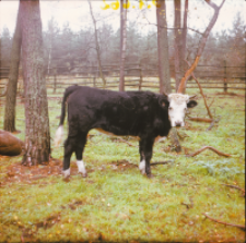 [Fotografie żubroni w Jeziorach Wielkich PGR Łęczno]