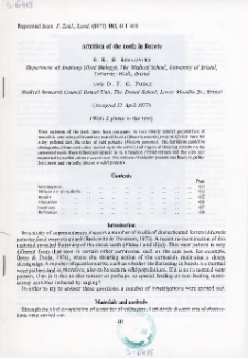 Attrition of the teeth in ferrets