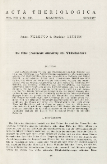 Die Olive (Nucleus olivaris) des Wildschweines