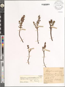 Botrychium rutaceum Willd.