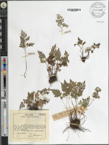 Asplenium cuneifolium Viv.