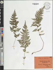 Cystopteris fragilis Bernh. var. anthriscifolia