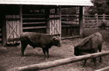 [Żubry i krowy w rezerwacie doświadczalnym ZBS(3)]