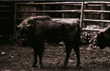 [Żubry i krowy w rezerwacie doświadczalnym ZBS(8)]