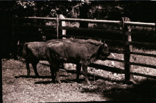 [Żubry i krowy w rezerwacie doświadczalnym ZBS(9)]