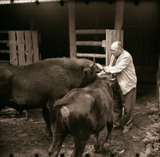 [Profesor Dehnel z żubrem Pokornym]