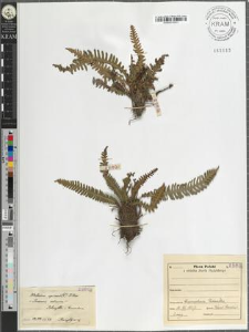 Blechnum spicant (L.) Wither